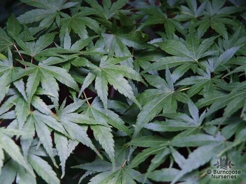 ACER palmatum  